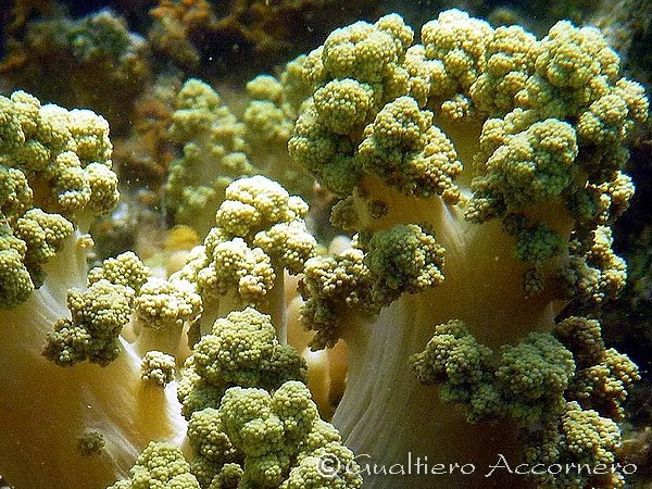 Corallo: caratteristiche, proprietà ed abbinamenti dell'albero del mare